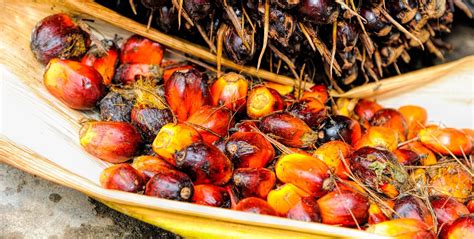 Palm oil: Sustainability achieved through transparency - Transparency-One