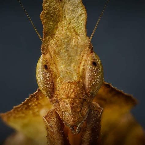 A closeup shot of a subadult Phyllocrania paradoxa female mantis (Ghost Mantis) originating from ...