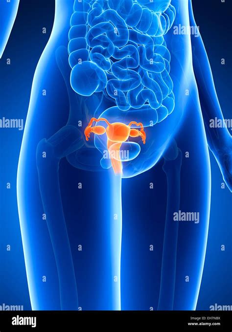 Human Uterus Anatomy