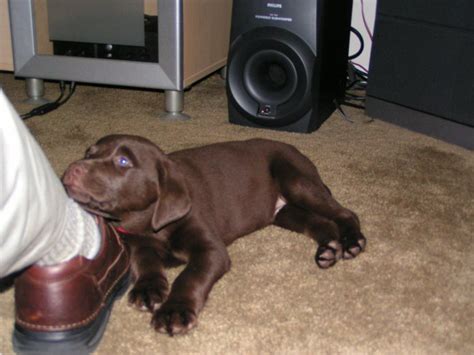 Labrador Dog Training | Dog Training