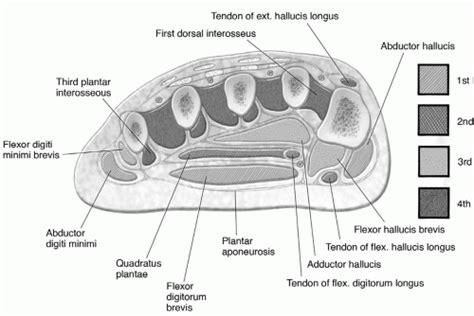 Foot, Ankle, and Calf | Musculoskeletal Key