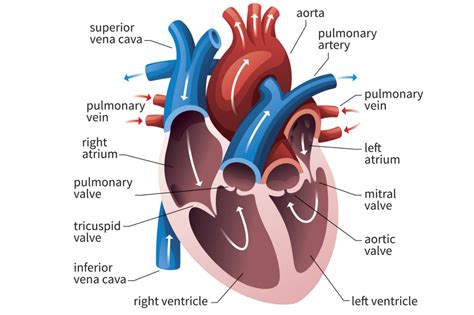 The Function of the Heart Ventricles