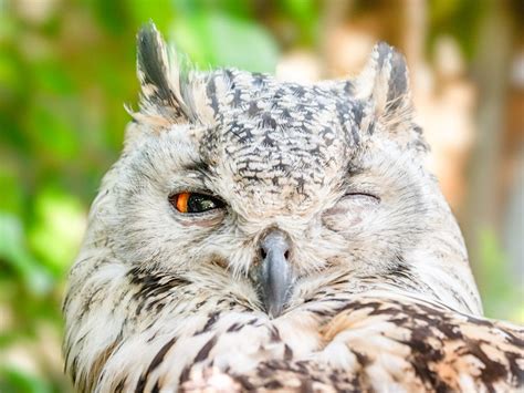 Close-up Photo of Owl with One Eye Open · Free Stock Photo