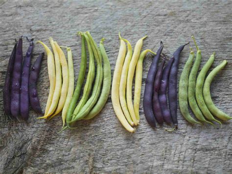 Guide to Beans from Green to Purple to Varieties