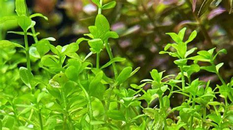 Rotala Rotundifolia: Care, Types, Growth Rate, Propagation & More