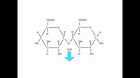 Disaccharides - Revision Notes in A Level and IB Biology