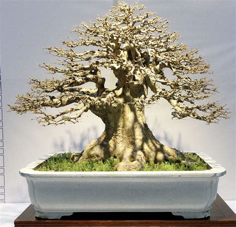 Image Bonsai Tree Care, Indoor Bonsai Tree, Bonsai Plants, Bonsai Garden, Bonzai Tree, Dwarf ...