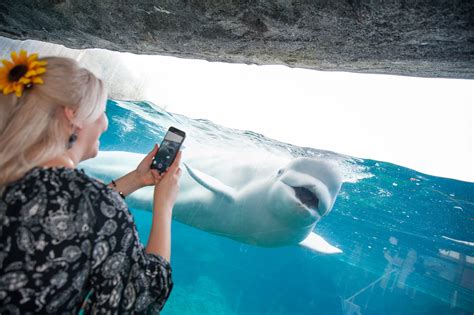 Mystic Aquarium | Mystic aquarium, Mystic, Marine mammals