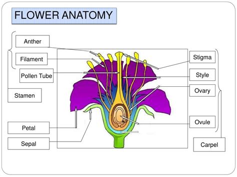 PPT - FLOWERS AS REPRODUCTIVE STRUCTURES PowerPoint Presentation, free download - ID:2799415