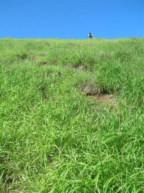 Buffel grass (Cenchrus ciliaris) | Feedipedia