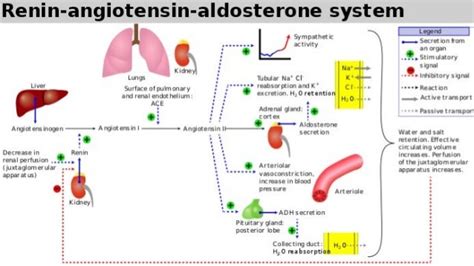 Aldosterone by M.Pandian