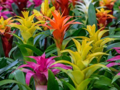 Bromeliad Plant Care: Growing And Caring For Bromeliad Plants