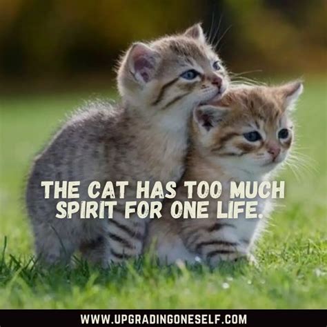 Top 20 Cute Caturday Cat Quotes To Make Your Day - Upgrading Oneself