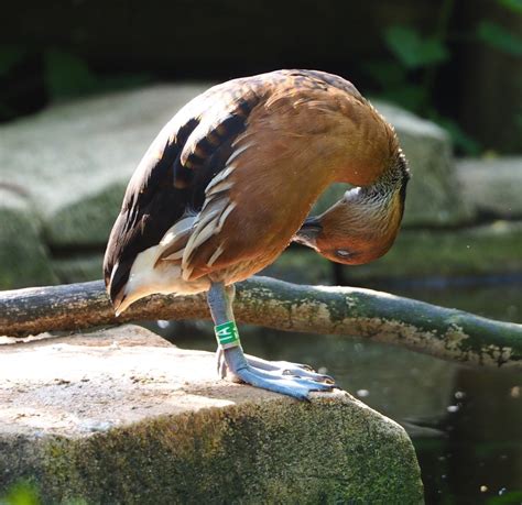 Fulvous whistling duck (Dendrocygna bicolor), 2021-07-17 - ZooChat