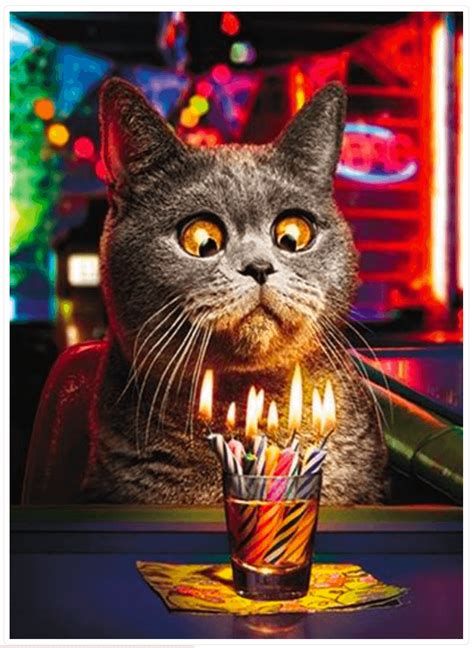 Make a Wish Funny Cat Birthday Card | Funny happy birthday wishes ...