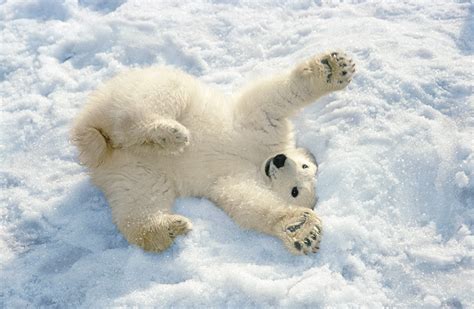 16 Adorable Pics of Baby Polar Bear | No. 5 Is My Fav. | Reckon Talk