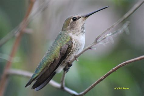 Las Aventuras: Anna's Hummingbird