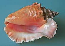conch - Wiktionary