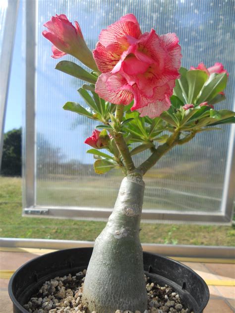 Adenium Obesum - Plants :: Adenium With Love