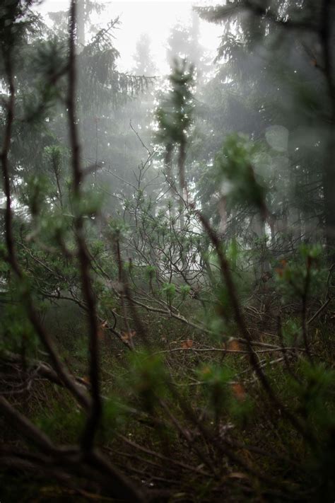 A view from the forest window | Smithsonian Photo Contest | Smithsonian ...