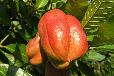 14 Science-Backed Health Benefits of Ackee Fruit - How To Ripe