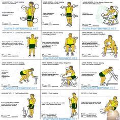 7 Best Bicep Exercises ideas | biceps workout, workout chart, biceps