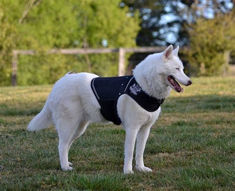 Black Weight Vest for Dogs - Rogue Royalty