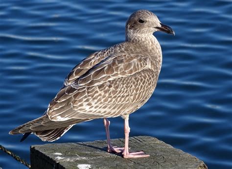 Juvenile herring gulls following gannets – Ray Cannon's nature notes