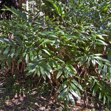 ALPINIA Caerulea - Native Ginger Plant