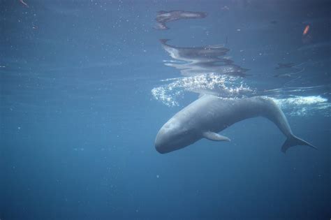 False Killer Whale Facts: Habitat, Diet, Conservation & More