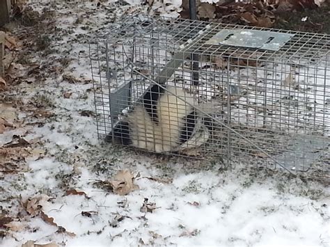 Skunk Trapping & Removal | Michigan Wildlife Solutions