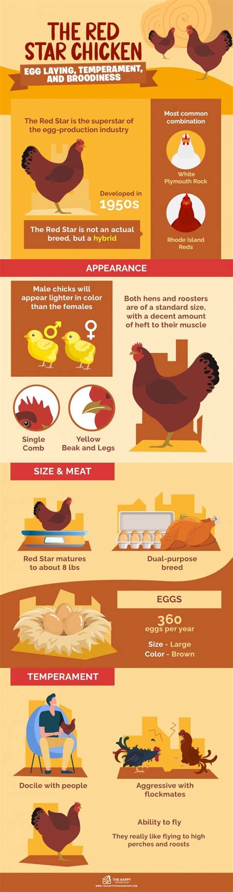 The Red Star Chicken: Egg Laying, Temperament, and Broodiness