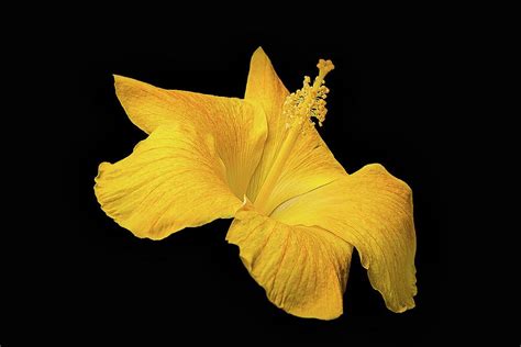 Yellow Flowers With Black Background