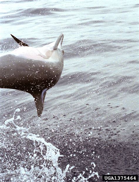 spinner dolphin, Stenella longirostris (Cetacea: Delphinidae) - 1375464