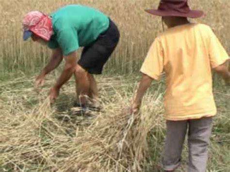 Harvesting wheat by hand - YouTube