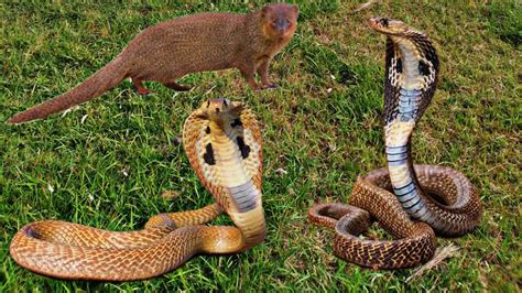 King Cobra Vs Mongoose Fight To Death - Big Battle Of Animals - Attack Compilation||TS7 Official ...