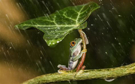 nature, Animals, Frog, Leaves, Plants, Rain, Water, Water Drops ...