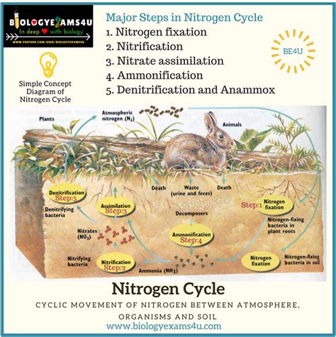 5 Steps in Nitrogen Cycle with Simple Diagram and Notes on Anammox ~ Biology Exams 4 U