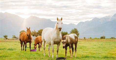 Lameness in Horses: Causes, Treatment, and Prevention – Silver Lining Herbs