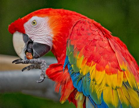 Macaw-eating | loved capturing the macaw eating | Photography Class from University Place | Flickr