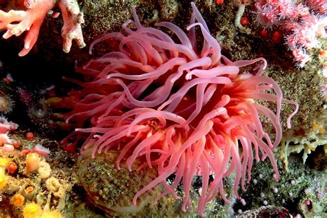 Sea anemone sting cells could inspire new drug-delivery systems ...