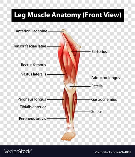 Diagram showing leg muscle anatomy front view Vector Image