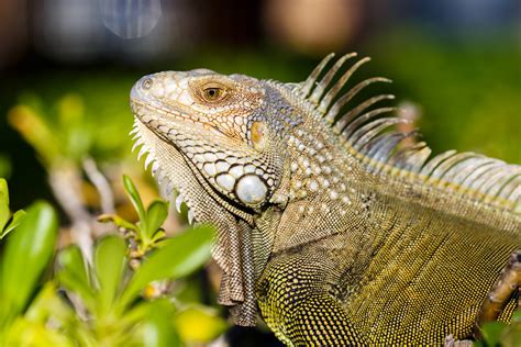 How to Care for Your Iguana - Allan's Pet Center Iguana Care