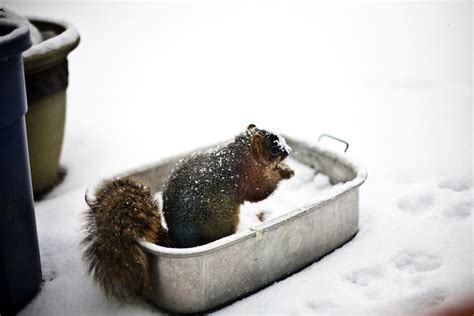 Squirrel in the snow, Cute : r/squirrels