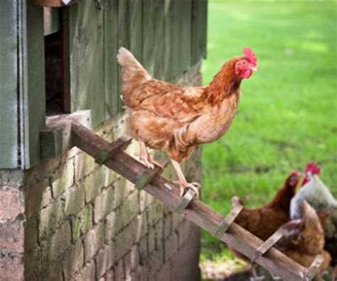 City Dwellers Flock to Raising Chickens | How to Raise Urban Chickens – Haiti Chery