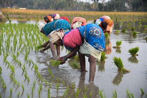 Farmers planting rice plants in a field - PixaHive