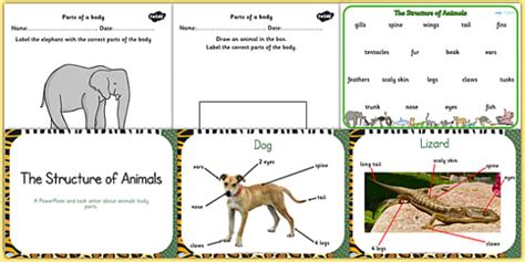 Structure of Common Animals Resource Pack - animal, science