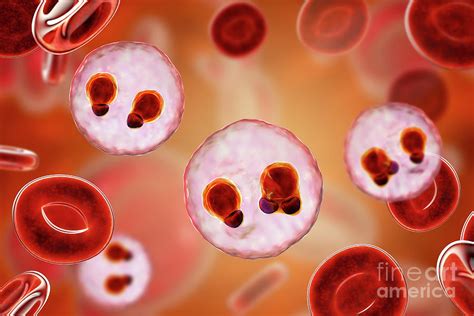 Protozoan Plasmodium Falciparum In The Stage Of Ring Form Tr Photograph by Kateryna Kon/science ...