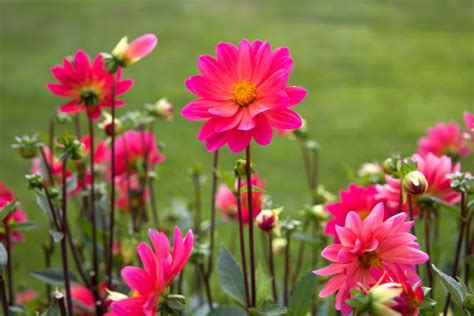 フリー写真画像: ピンクの花、大きな花びら、花蜜夏