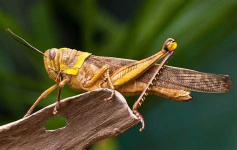 New clues about the feeding habits of grasshoppers - Earth.com